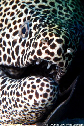 Honeycomb moray, Gymnothorax favagineus resting its head ... by Anouk Houben 